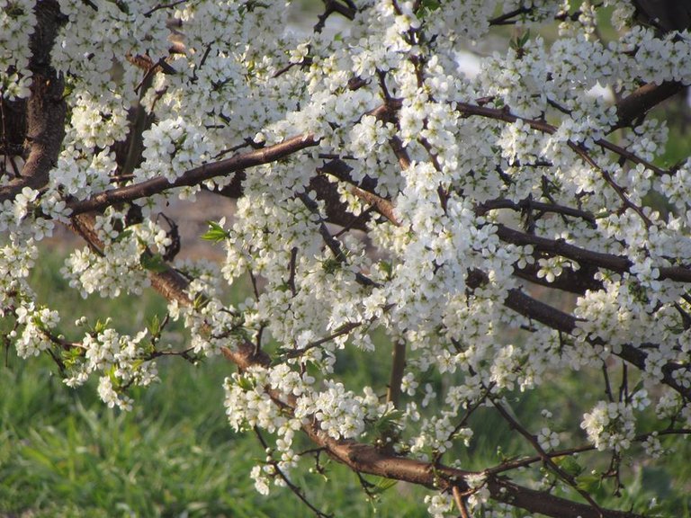 primavera en casa 7.jpg