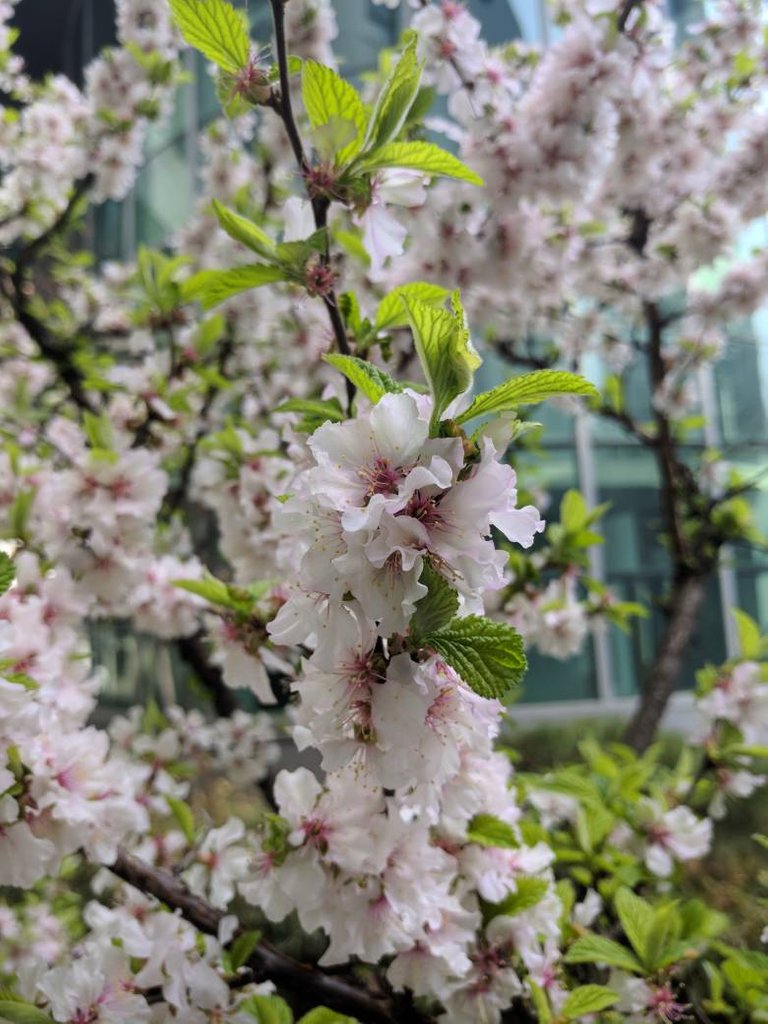 Prunus tomentosa.jpg