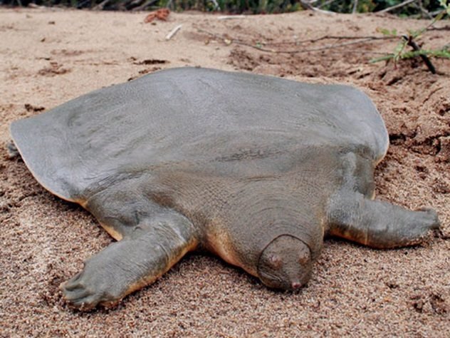 Cantors-Giant-Softshell-Turtle.jpg