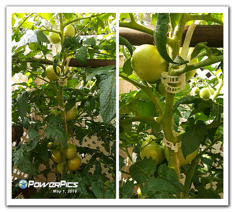 Garden-Update-05012018-04-PowerPics.png