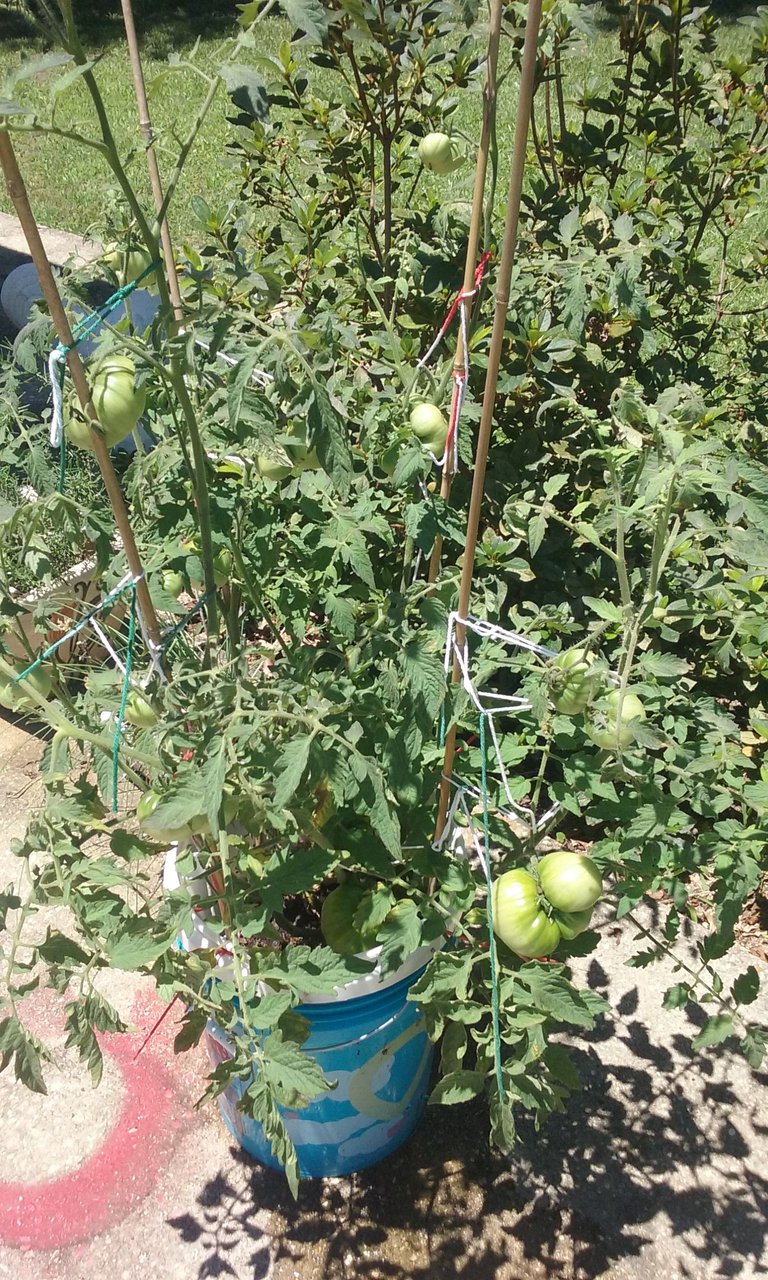 tomato2.jpg