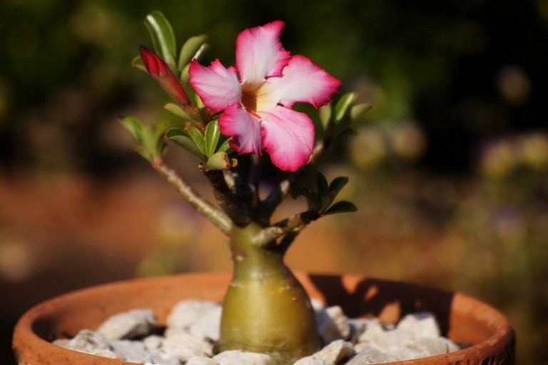 adenium_obesum-830x553.jpg