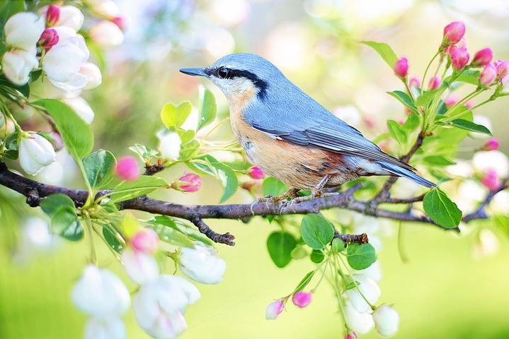 spring-bird-2295431__480.jpg