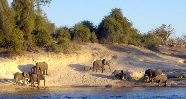 chobe-river-elephants.jpg