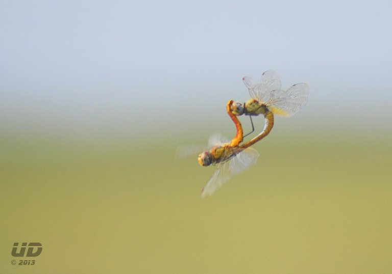 dragonflies midair.jpg