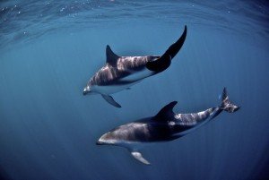 the-Dusky-Dolphin-has-meant-that-it-can-often-be-hard-to-study-these-animals-in-the-wild-300x201.jpg