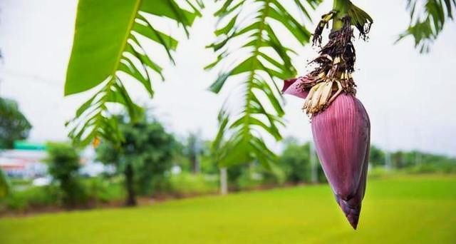 Tak-Banyak-yang-Tahu-Inilah-Khasiat-Menakjubkan-Jantung-Pisang.jpg