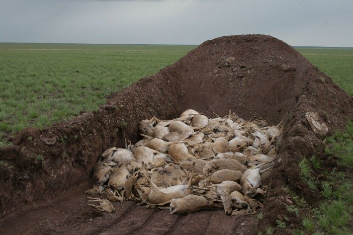 was-toetete-die-saigas-erste-ergebnisse-zum-massensterben-der-antilopen-in-kasachstan.jpg