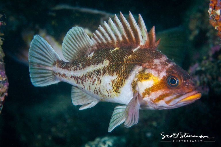 Copper Rockfish-1.jpg