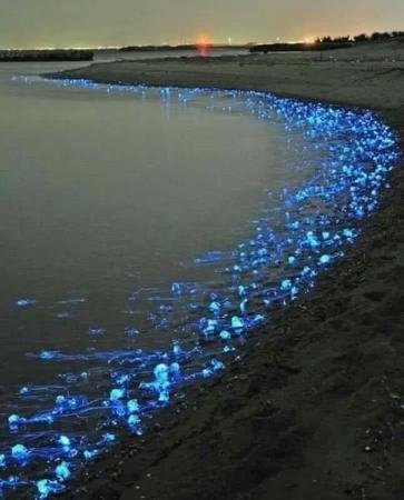 bioluminiscent-beaches.jpg