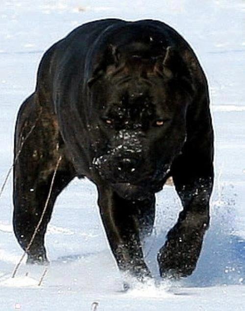 Amstaff black.jpg