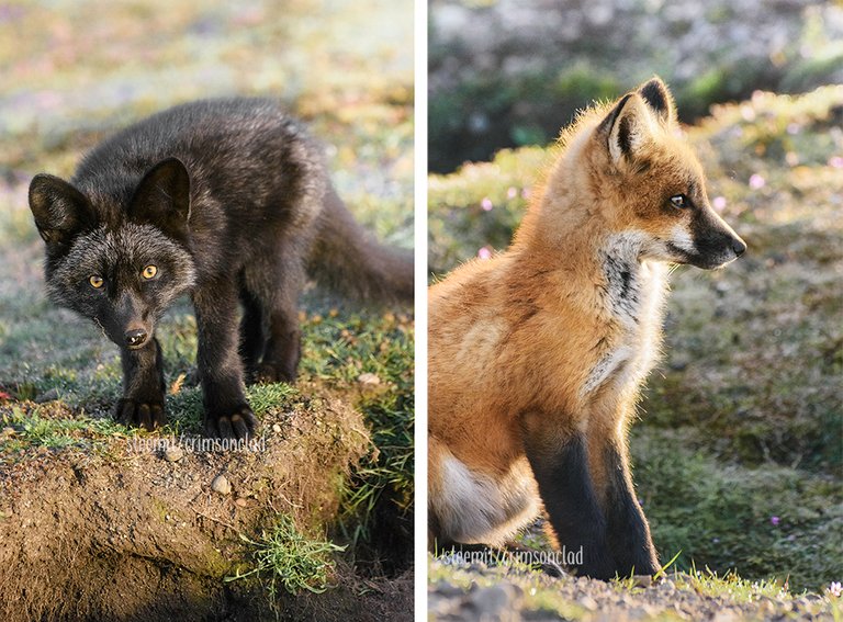 crimsonclad-foxes2.jpg
