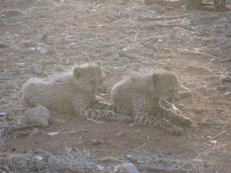 cheetah cubs 4.JPG