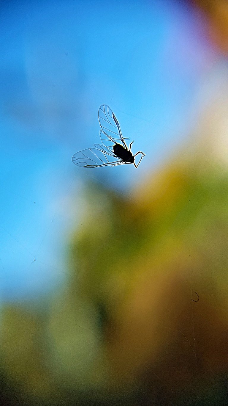 mannheim_fields__fly[1].jpg