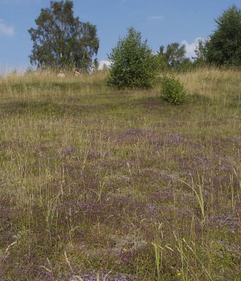 Réserve-naturelle-de-Sclaigneaux-17-mai.jpg