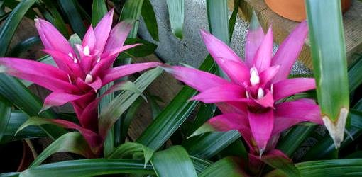 how-grow-bromeliads-3.jpg