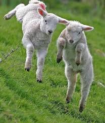 Happy Lambs.jpg