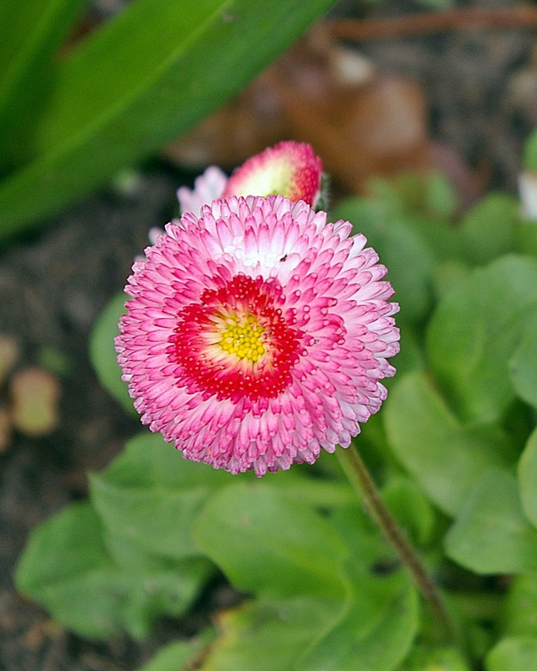 bellis_daisy_step_01_level_sharpen_color_enhance.JPG