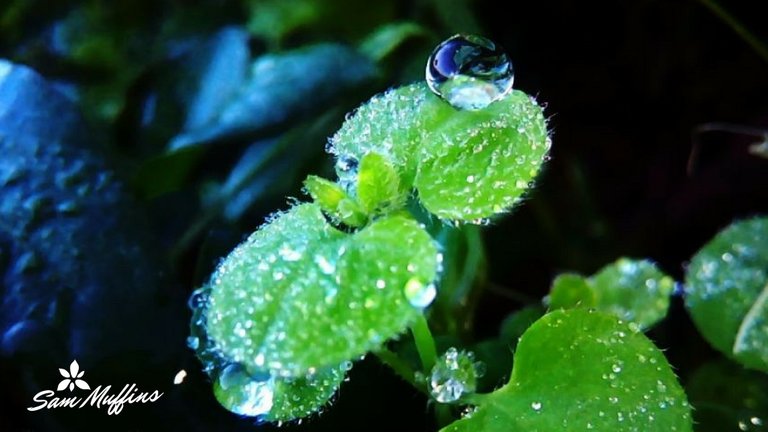 Dewdrops (1).jpg