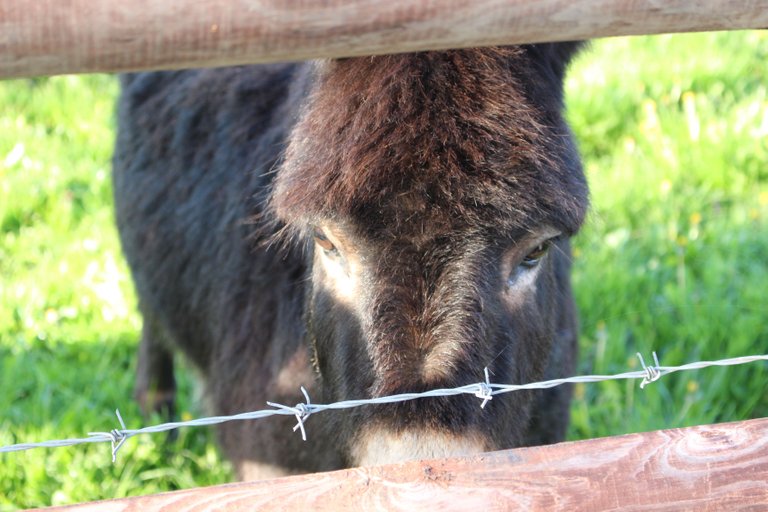 Black donkey - Wales.JPG