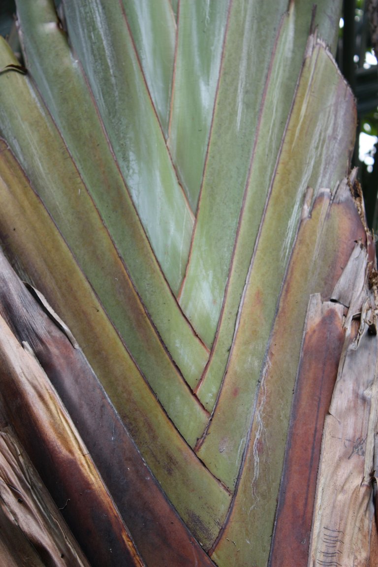 Andromeda Gardens - Traveller's Palm.JPG