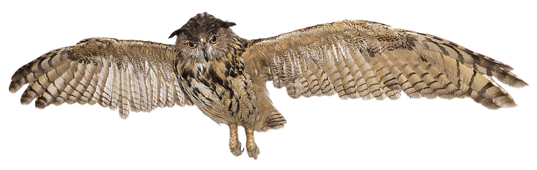 eagle-owl-3068483_960_720.png