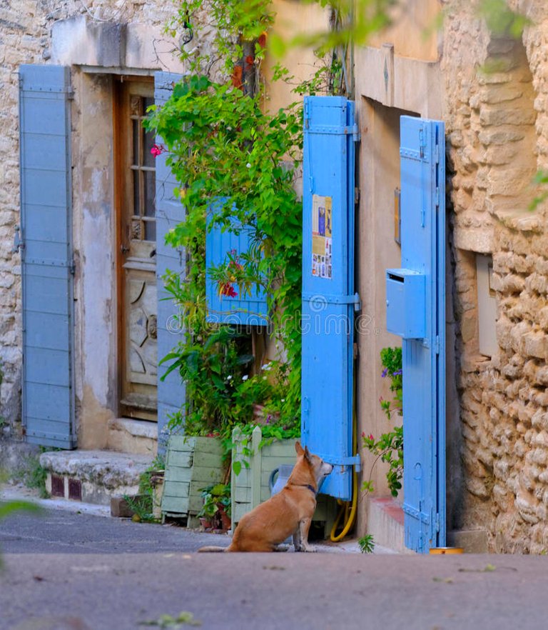 blue-painted-doors-provence-dog-looking-building-wooden-door-shutters-street-france-39120052.jpg