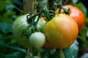 tomato-cluster-ripening.jpg