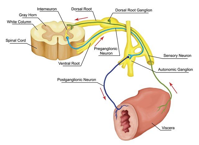 shutterstock_214510009_visceral pain_640x468.jpg