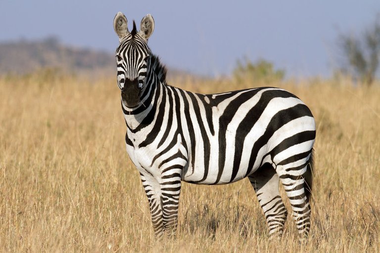 zebra.jpg