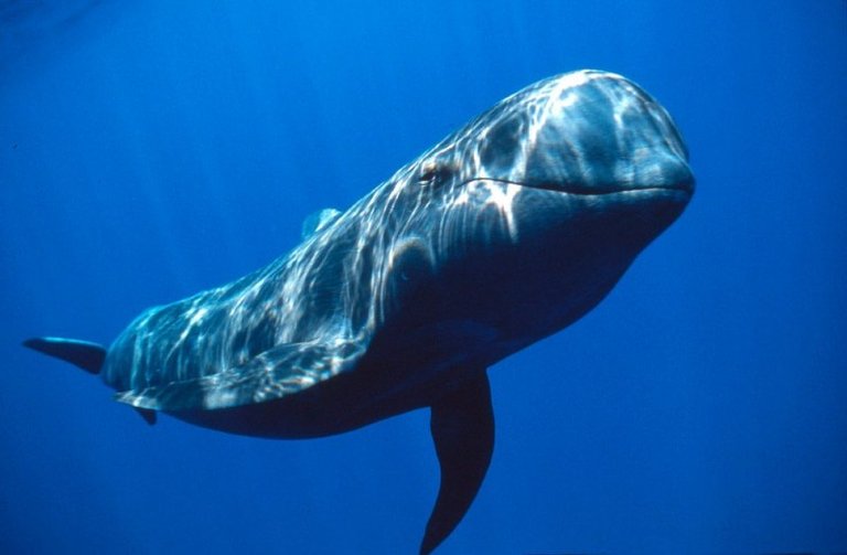 BALLENA.jpg