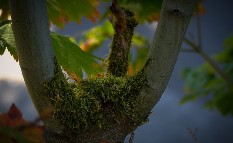 Moss in tree.jpg