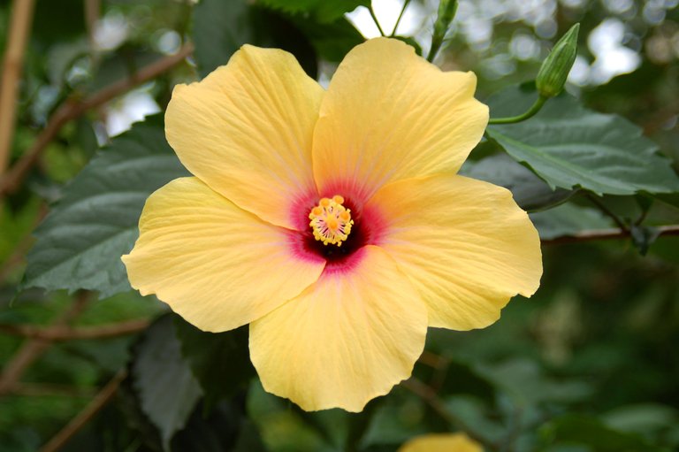 3935_-_Chinesischer_Roseneibisch_(Hibiscus_rosa-sinensis).JPG