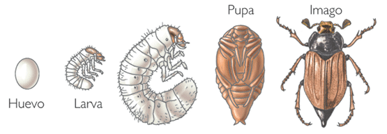 Metamorfosis-del-escarabajo1.png