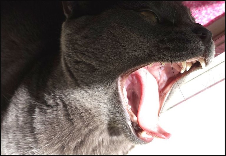 WILLOW_YAWNING.jpg