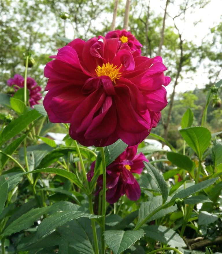 dahlia 1.jpeg