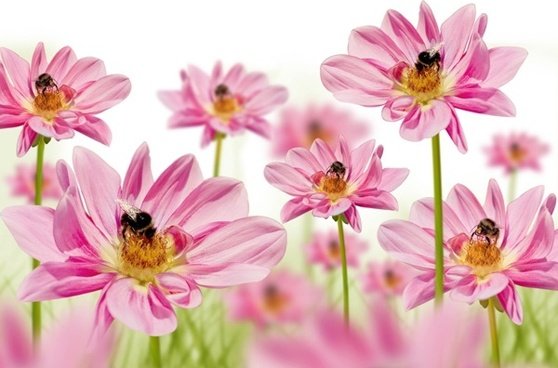 pink_flowers_with_bees_hd_picture_166824.jpg