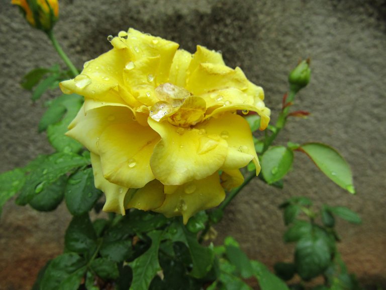 YellowFlowerDrops.jpg