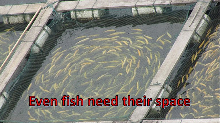 FisH.jpg