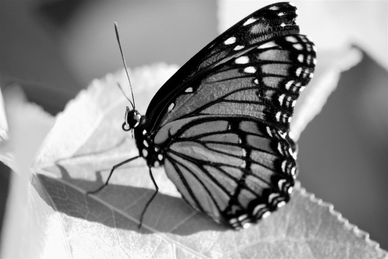 butterfly blacknwhite.jpg