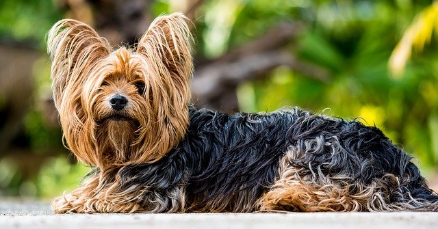 yorkshire-terrier-361730_640.jpg