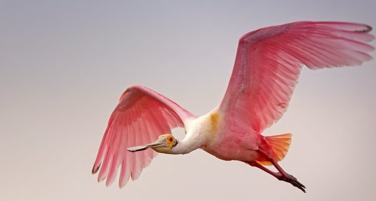 Spoonbill_EN-US2145218450.jpg