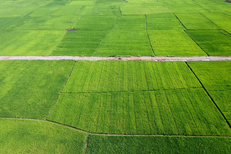 sawah004.jpg