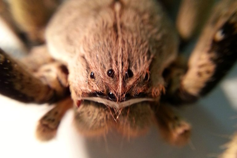 Spider Face - 1.0.jpg