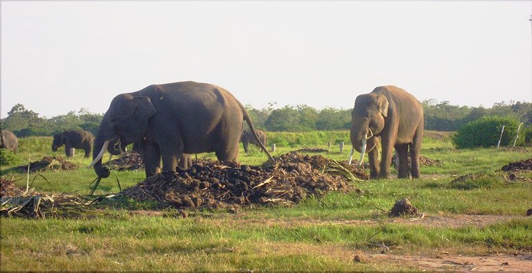 gajah7.jpg