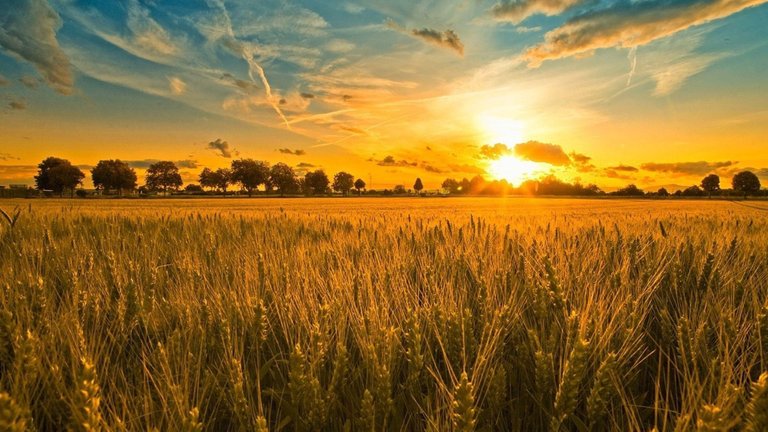 sunsets-fields-wheat-sunset-golden-nature-desktop-wallpapers-free-1920x1080.jpg