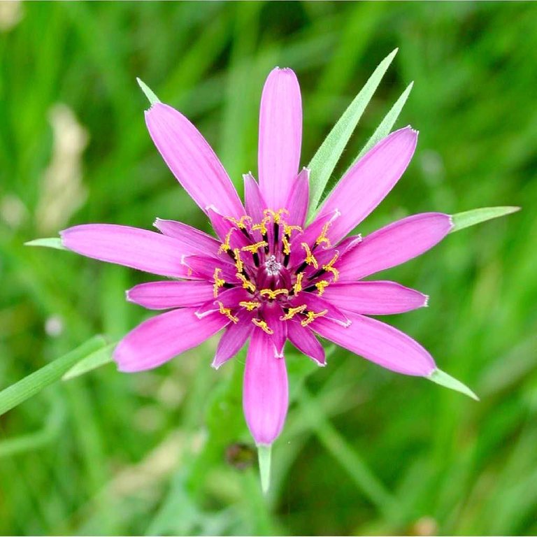 Tragopogon_porrifolius_020207_1.jpg