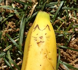 Catnana head in grass250x234.jpg