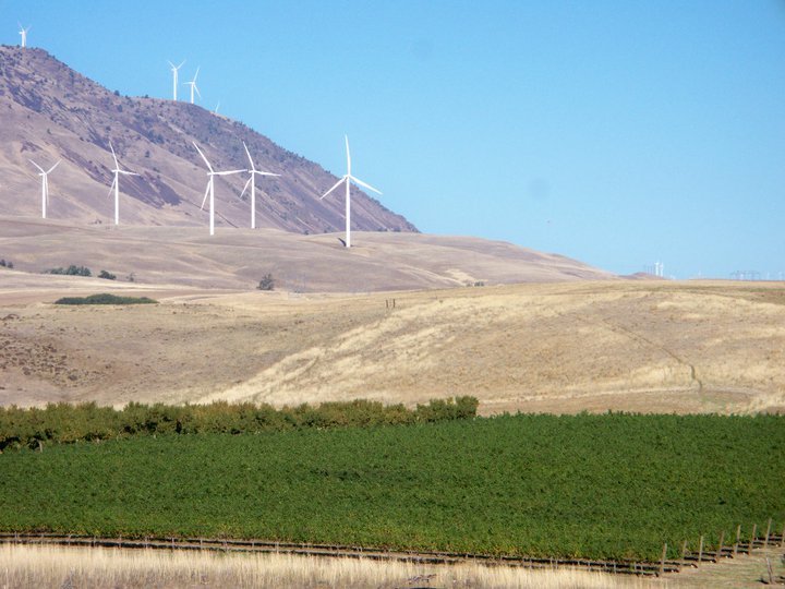 wind vineyard.jpg