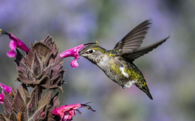 SIERRA Hummingbirds WB.jpg